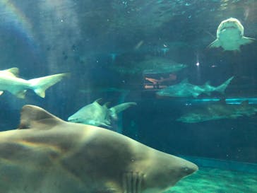 アクアワールド茨城県大洗水族館に投稿された画像（2020/8/14）