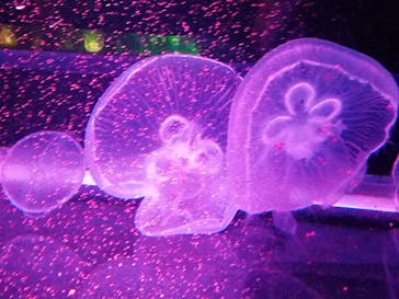 京都水族館に投稿された画像（2020/8/14）