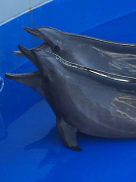 大分マリーンパレス水族館 「うみたまご」に投稿された画像（2020/8/14）