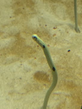 大分マリーンパレス水族館 「うみたまご」に投稿された画像（2020/8/14）