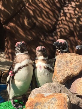 大分マリーンパレス水族館 「うみたまご」に投稿された画像（2020/8/14）