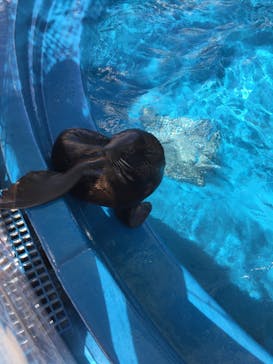 大分マリーンパレス水族館 「うみたまご」に投稿された画像（2020/8/14）