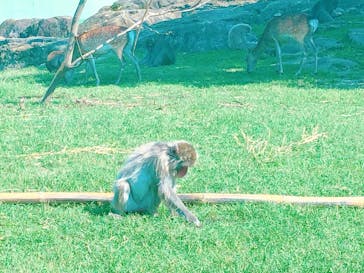 群馬サファリパークに投稿された画像（2020/8/14）