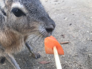 群馬サファリパークに投稿された画像（2020/8/14）