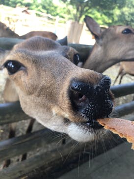 群馬サファリパークに投稿された画像（2020/8/14）