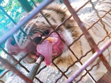 群馬サファリパークに投稿された画像（2020/8/14）