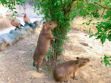 群馬サファリパークに投稿された画像（2020/8/14）