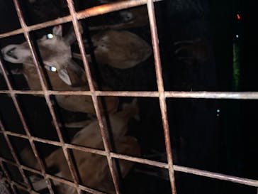 那須サファリパークに投稿された画像（2020/8/14）