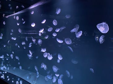 サンシャイン水族館に投稿された画像（2020/8/14）