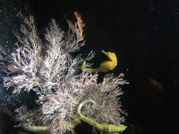 新江ノ島水族館に投稿された画像（2020/8/14）