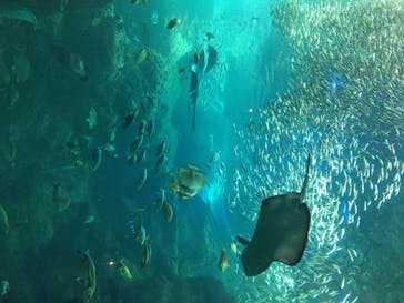 新江ノ島水族館に投稿された画像（2020/8/14）