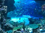 サンシャイン水族館に投稿された画像（2020/8/15）