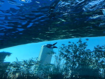 サンシャイン水族館に投稿された画像（2020/8/14）