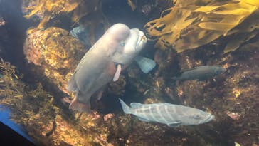 新江ノ島水族館に投稿された画像（2020/8/14）