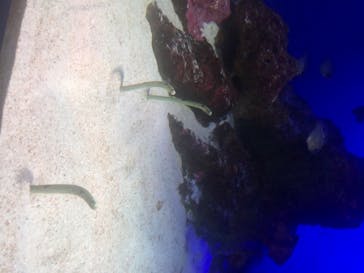 新江ノ島水族館に投稿された画像（2020/8/14）