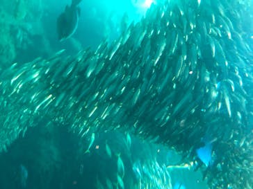 新江ノ島水族館に投稿された画像（2020/8/14）