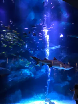 すみだ水族館に投稿された画像（2020/8/14）