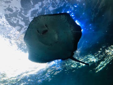 新江ノ島水族館に投稿された画像（2020/8/15）