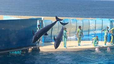 新江ノ島水族館に投稿された画像（2020/8/15）