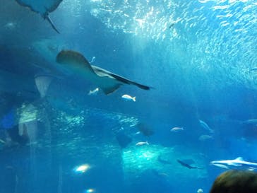 アクアワールド茨城県大洗水族館に投稿された画像（2020/8/15）