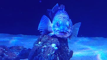 サンシャイン水族館に投稿された画像（2020/8/15）