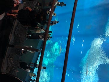 アクアワールド茨城県大洗水族館に投稿された画像（2020/8/15）