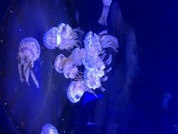 新江ノ島水族館に投稿された画像（2020/8/15）