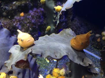 新江ノ島水族館に投稿された画像（2020/8/15）