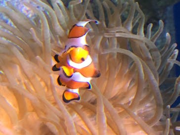 新江ノ島水族館に投稿された画像（2020/8/15）