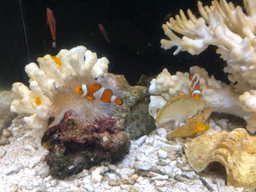 新江ノ島水族館に投稿された画像（2020/8/15）