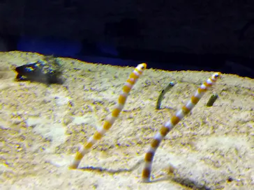 すみだ水族館に投稿された画像（2020/8/15）