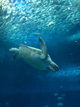 アクアワールド茨城県大洗水族館に投稿された画像（2020/8/15）