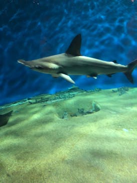 アクアワールド茨城県大洗水族館に投稿された画像（2020/8/15）