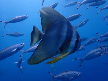 ダイブロックに投稿された画像（2020/8/15）