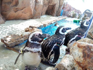 大分マリーンパレス水族館 「うみたまご」に投稿された画像（2020/8/15）
