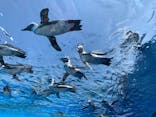 サンシャイン水族館に投稿された画像（2020/8/15）