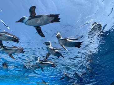 サンシャイン水族館に投稿された画像（2020/8/15）