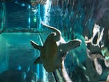 ゼロ距離水族館 伊勢シーパラダイスに投稿された画像（2020/8/15）