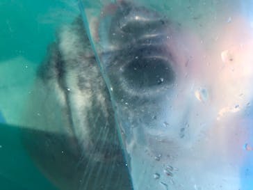 ゼロ距離水族館 伊勢シーパラダイスに投稿された画像（2020/8/15）