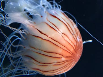 サンシャイン水族館に投稿された画像（2020/8/15）