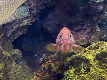 大分マリーンパレス水族館 「うみたまご」に投稿された画像（2020/8/15）