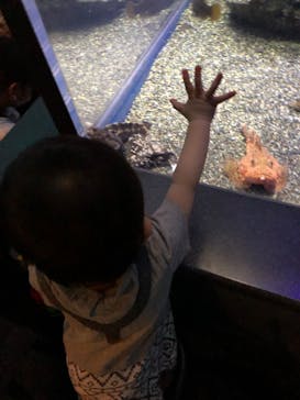 新江ノ島水族館に投稿された画像（2020/8/15）