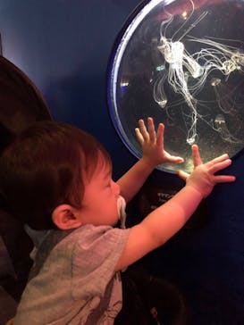 新江ノ島水族館に投稿された画像（2020/8/15）