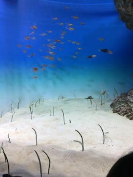 アクアワールド茨城県大洗水族館に投稿された画像（2020/8/15）