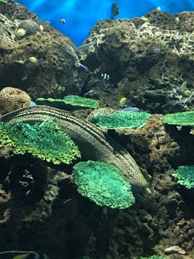 アクアワールド茨城県大洗水族館に投稿された画像（2020/8/15）