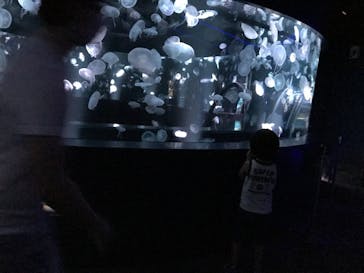 京都水族館に投稿された画像（2020/8/15）