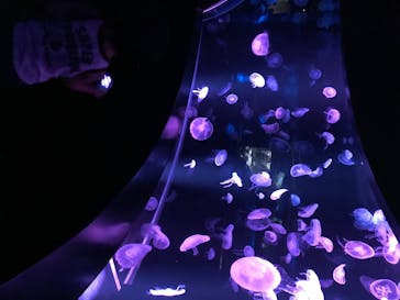 京都水族館に投稿された画像（2020/8/15）