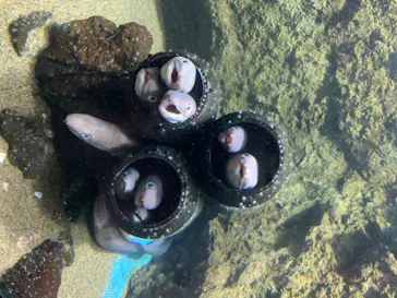 仙台うみの杜水族館に投稿された画像（2020/8/15）