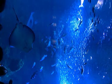京都水族館に投稿された画像（2020/8/15）