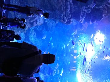 京都水族館に投稿された画像（2020/8/15）